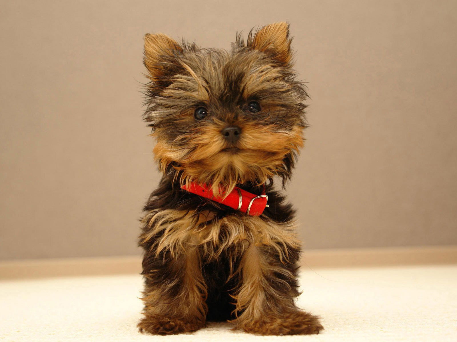 Yorkshire_Terrier Yorkshire_Terrier