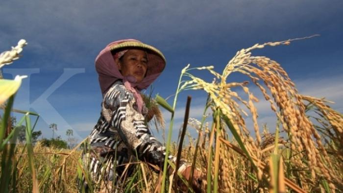 Kabupaten Bolmong masih jadi lumbung beras terbesar di provinsi Sulawesi Utara